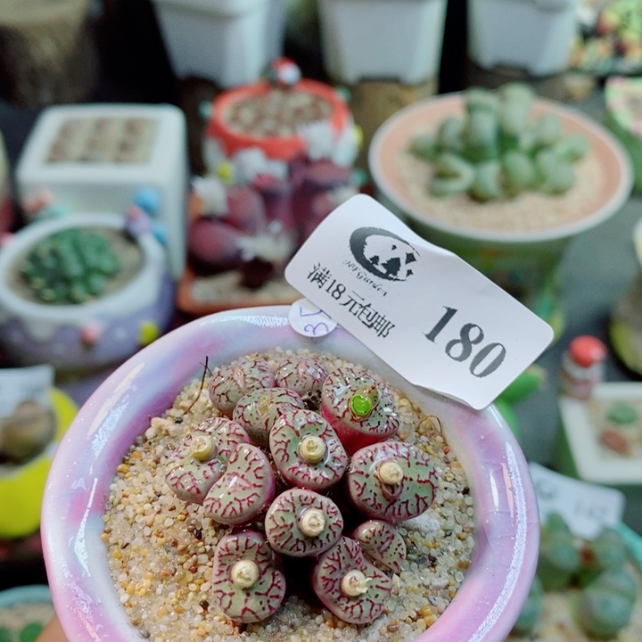 软***糖生石花花花花花花花180