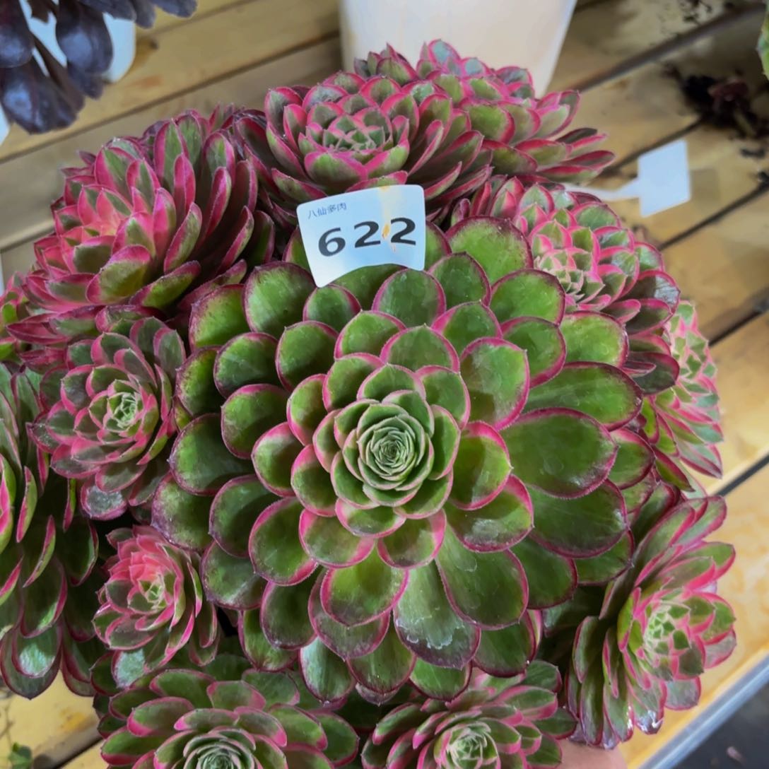 622多肉植物孔雀翎