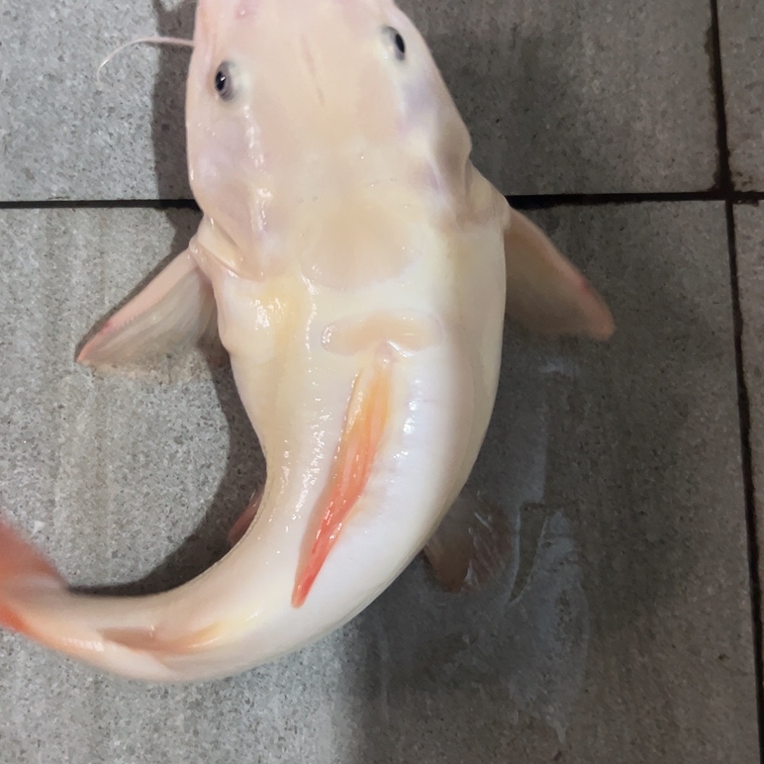 工具鱼黄金招财猫微瑕一条