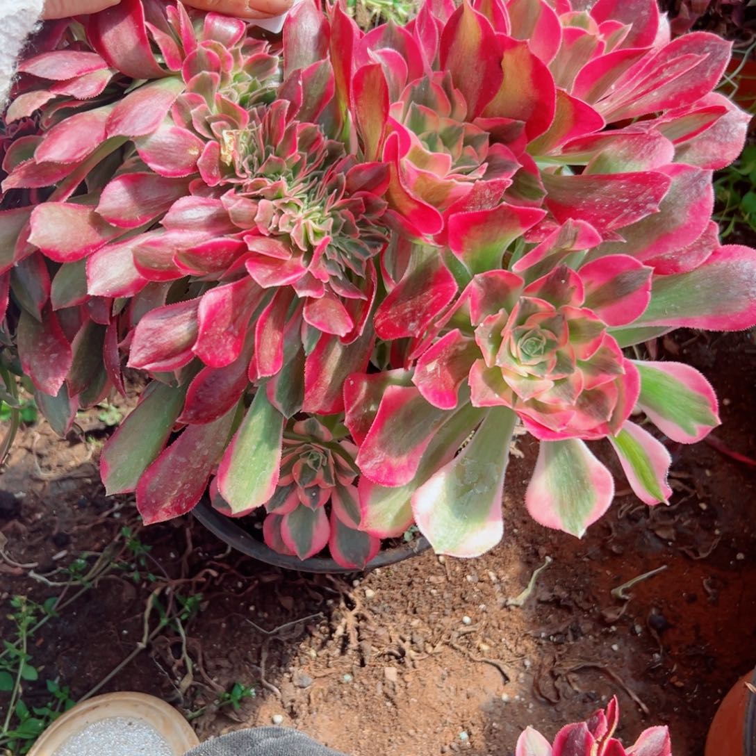 我3700 号多肉法师新年福利女郎