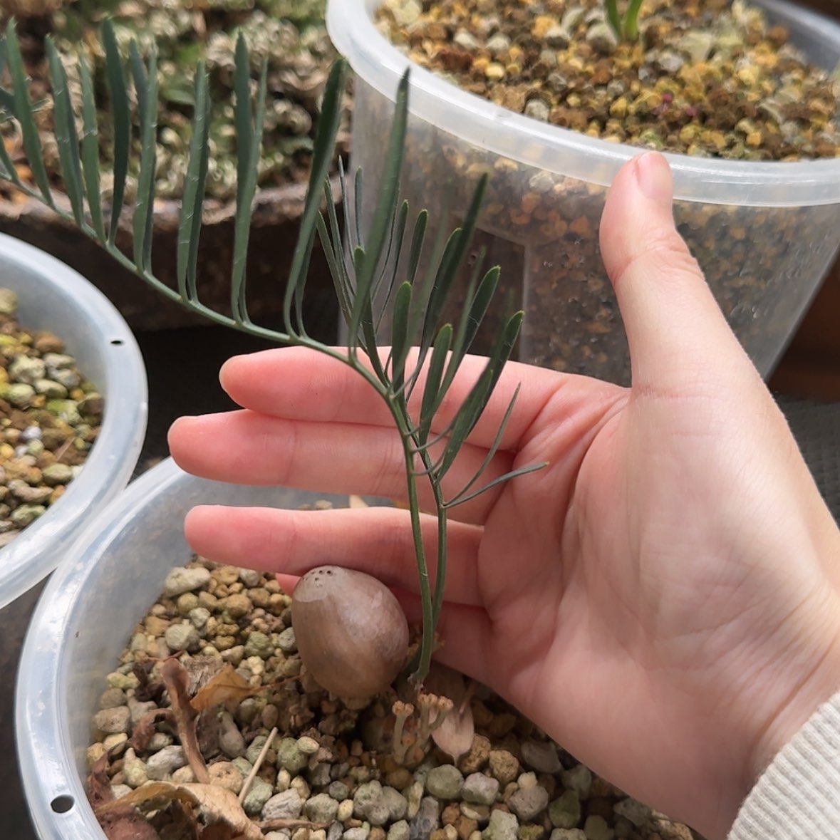 【闪购商品】澳洲小蓝呵呵呵呵