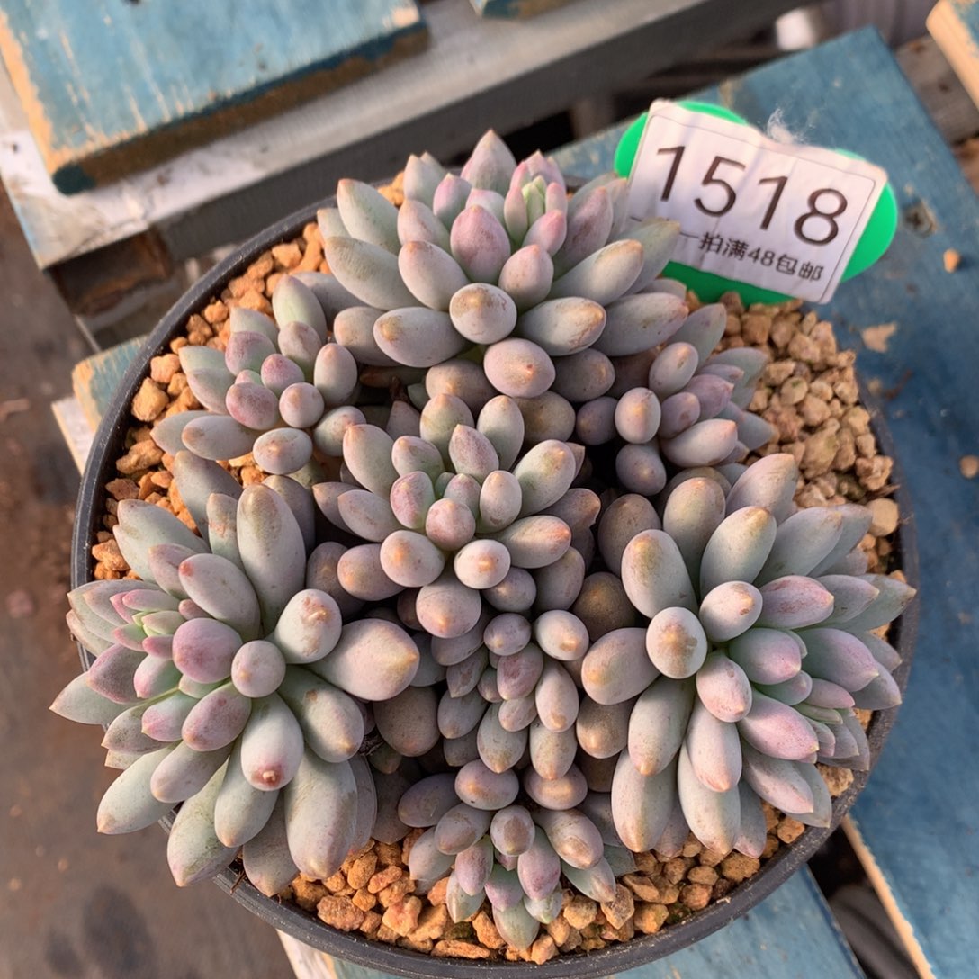 蓝精灵无砍开播福利1518