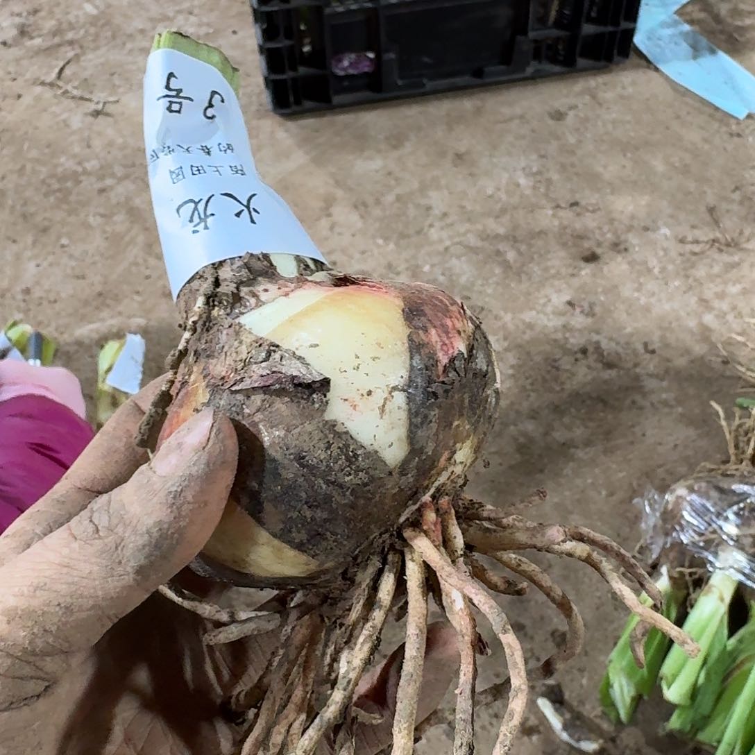 火龙7厘米残次不✋yang hu