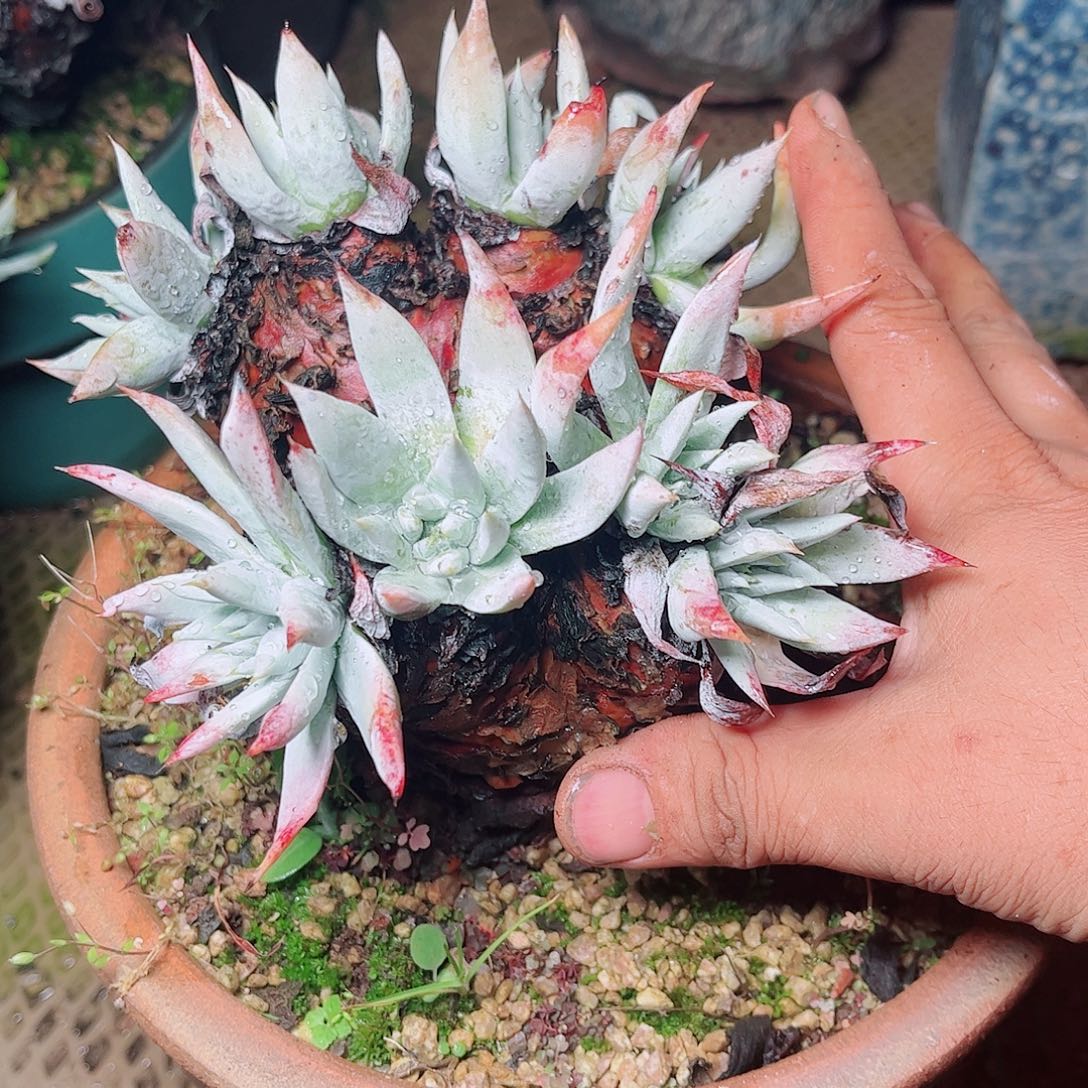 1529刘丹雪山仙女杯多肉