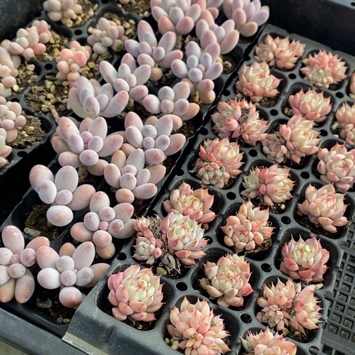99 多肉植物盆栽花卉