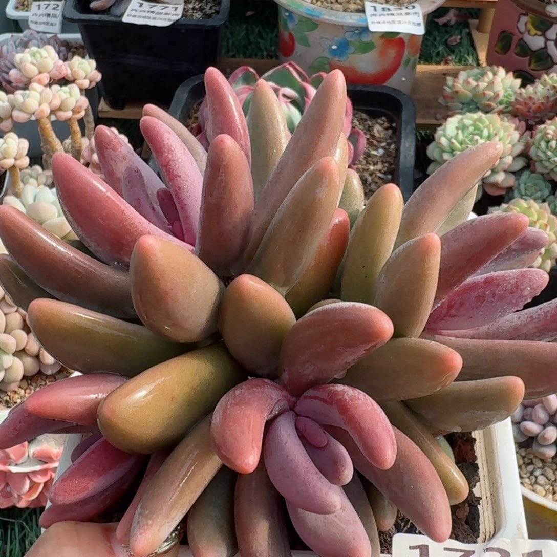 1731一物一拍（满28包邮）