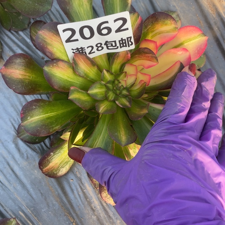 2062二号棚七彩多肉植物M