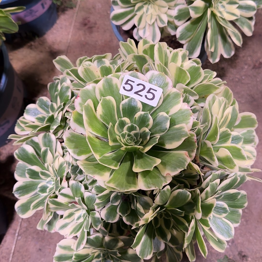 多肉植物法师芳华525