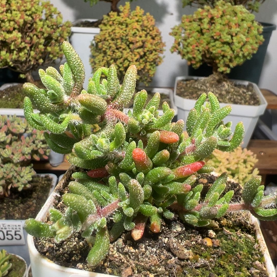 D3059狐尾枝干一物一拍