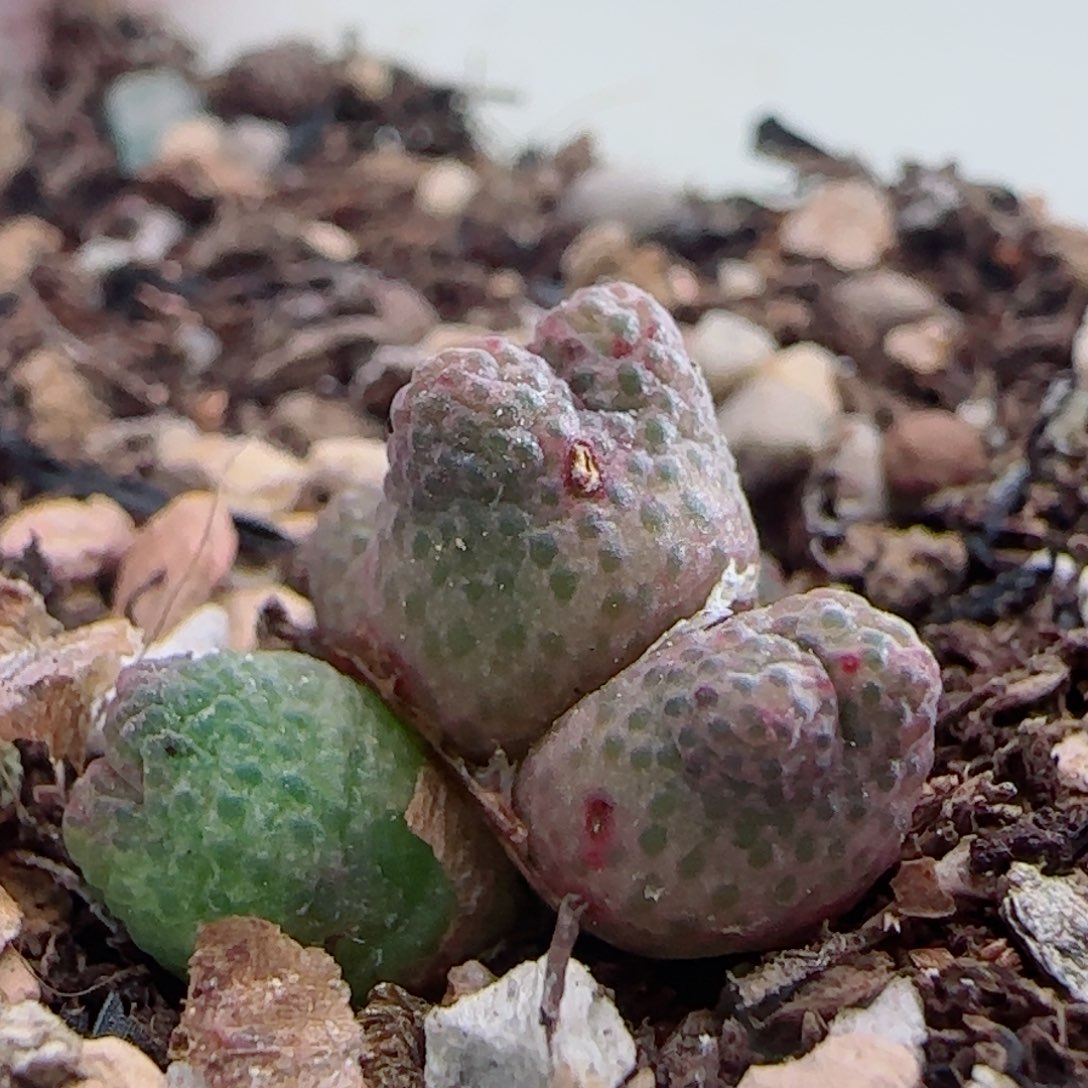 0971/草莓斑马/五头微瑕