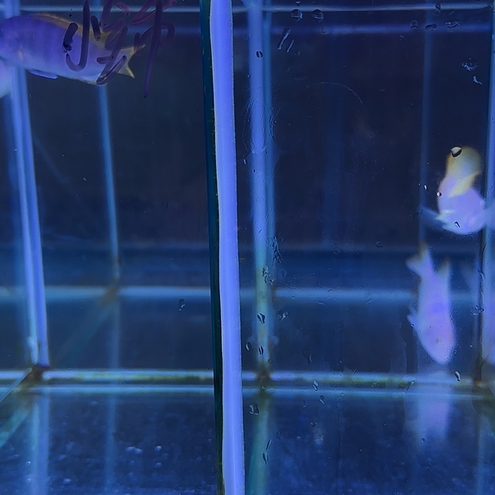 小****海水鱼325➕327号111111