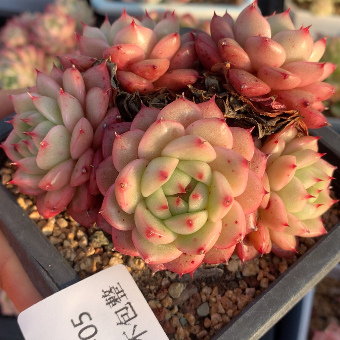 0225-05 麦杆优选