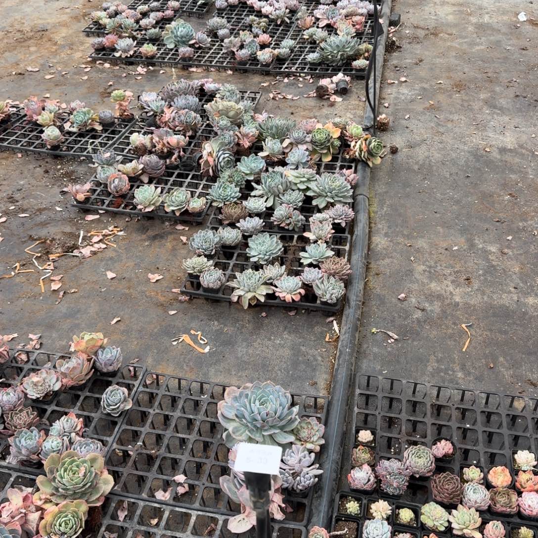 5-33左六雪姬等五号箱子装箱量拍发货