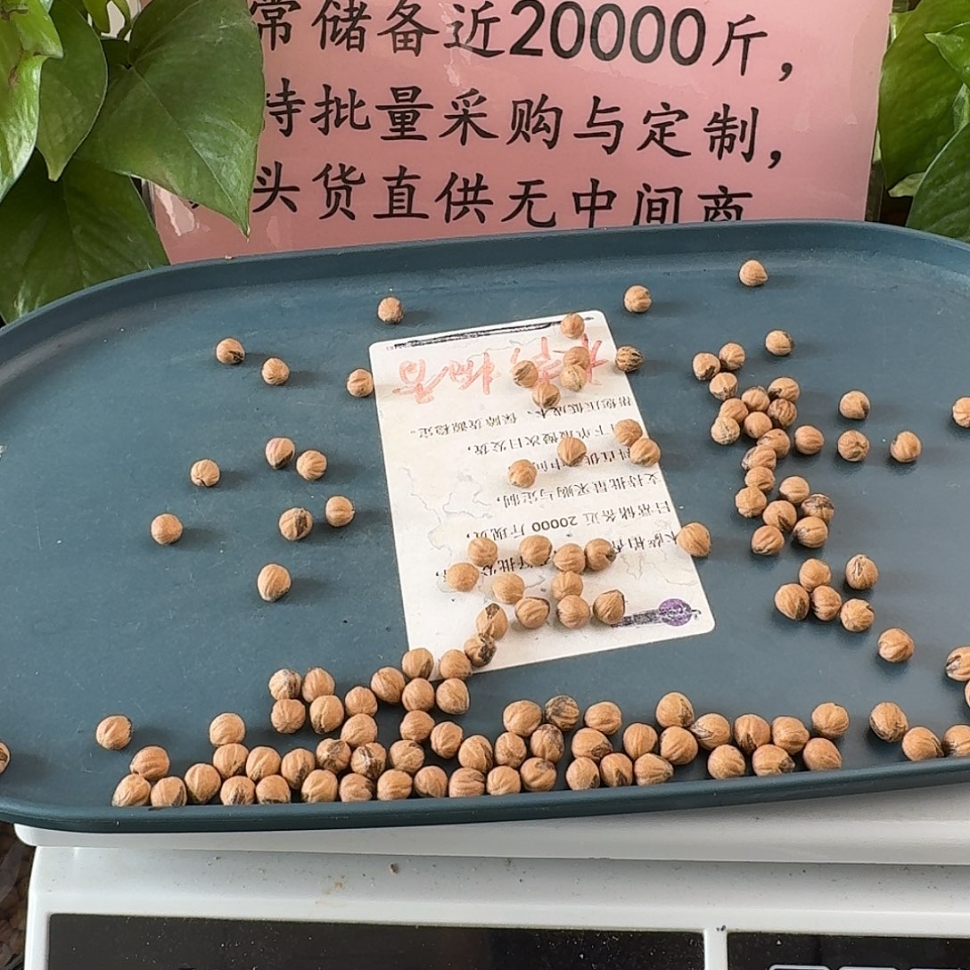 吊坠柏香籽/百香籽8+50克MY52