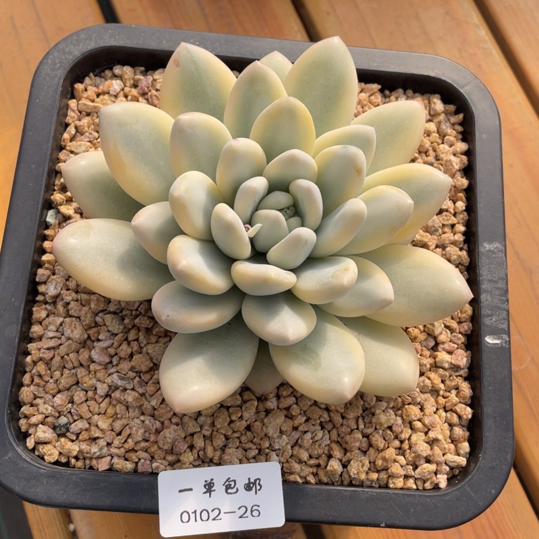 0102-26-香水锦。，。。，，，