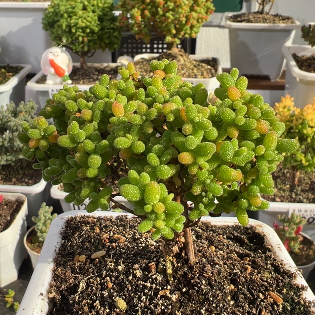 D2970金桔一物一拍