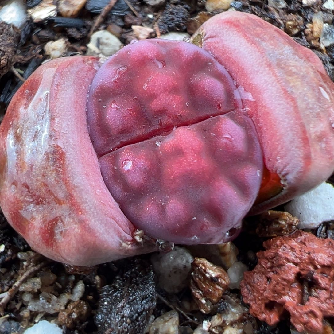 1.21好看的多肉070