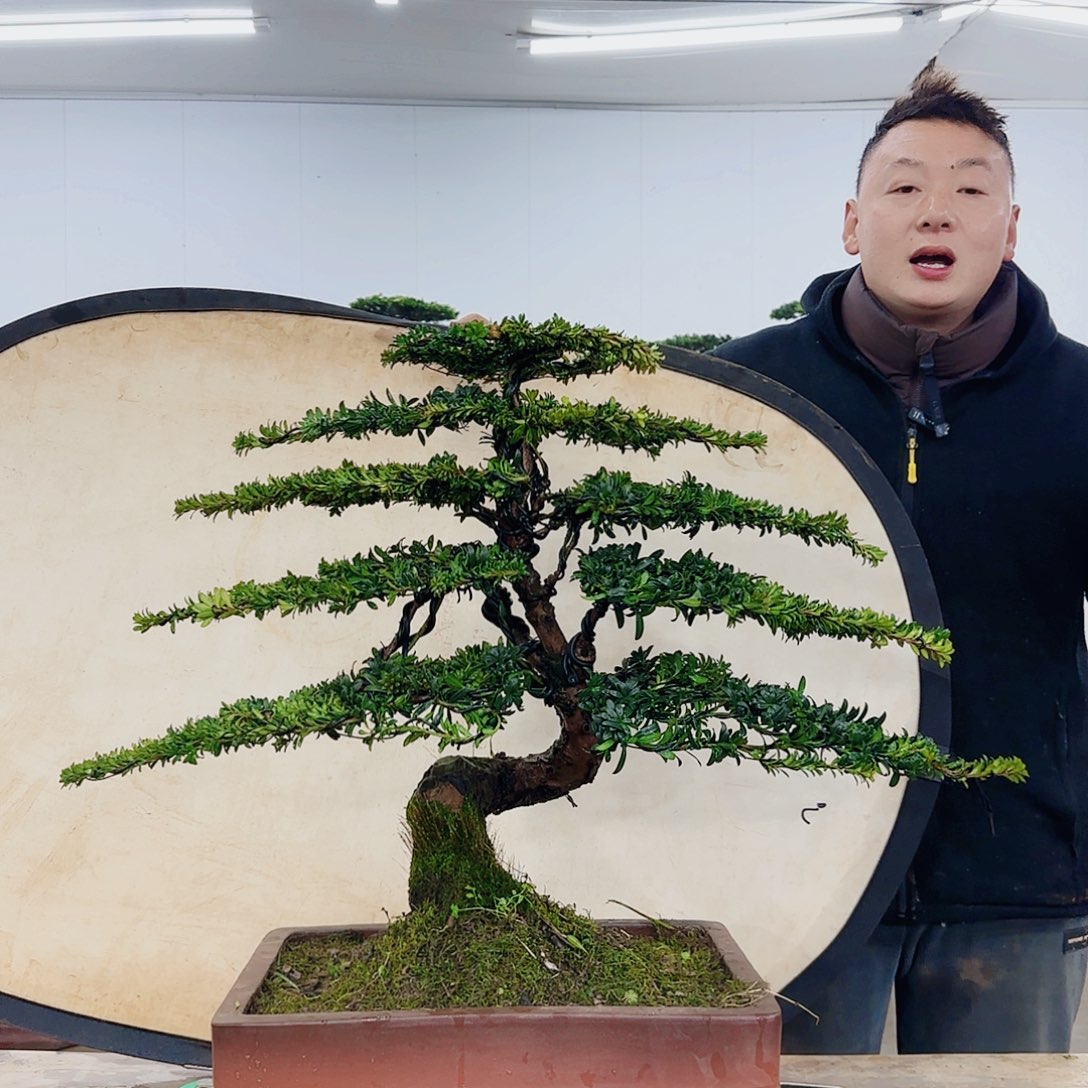 盆景制作过程非常
