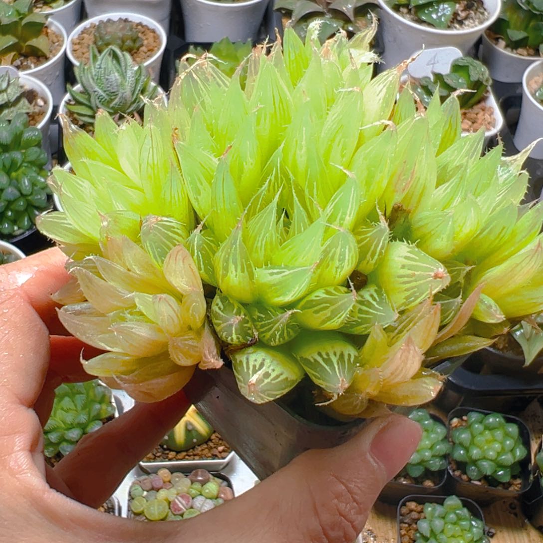 钻石实生玉露多肉群