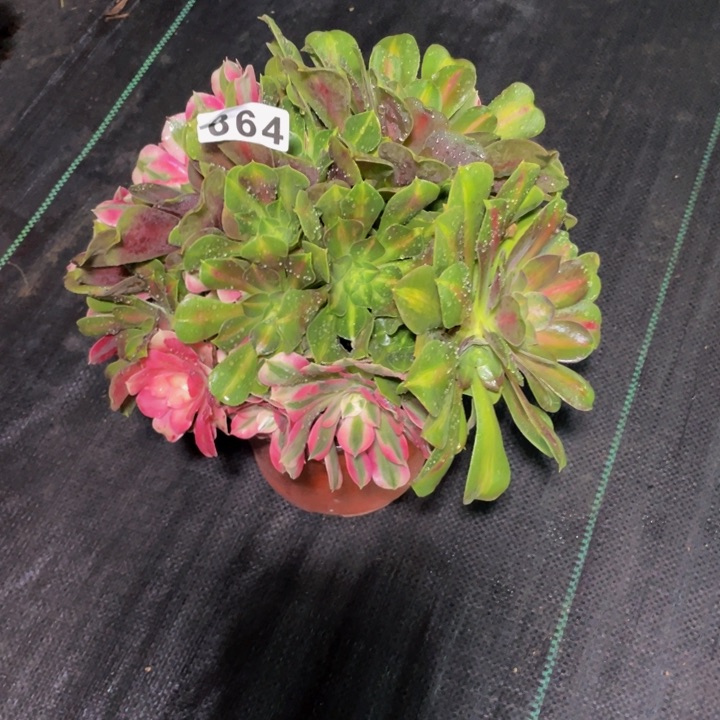 864老庄多肉法师女巫阴阳