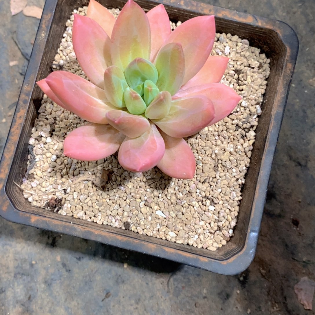 国****海洋之歌多肉植物老桩