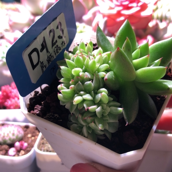 虎鲸龙头缀化有根