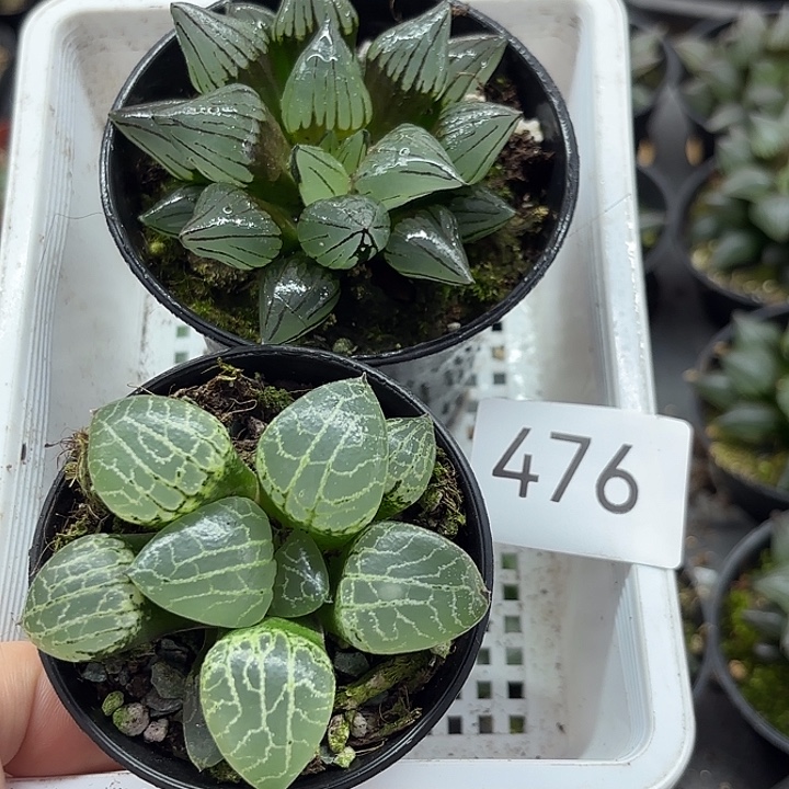 476西瓜寿水晶康平101一组