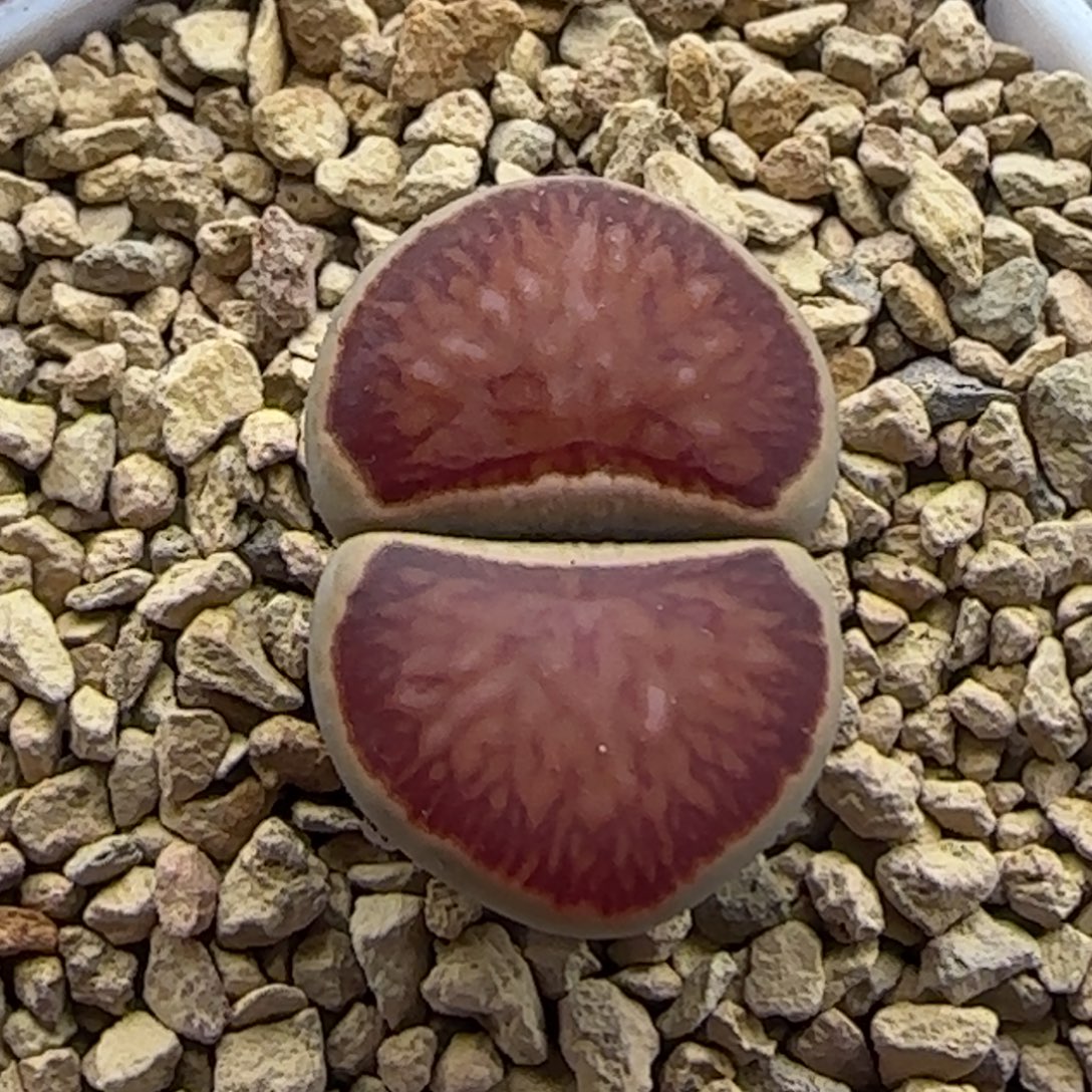 岛田红窗菊母本大棚直播