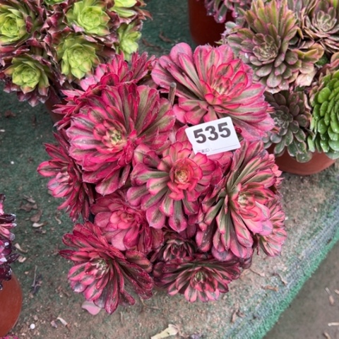 535月蝉朵朵多肉，