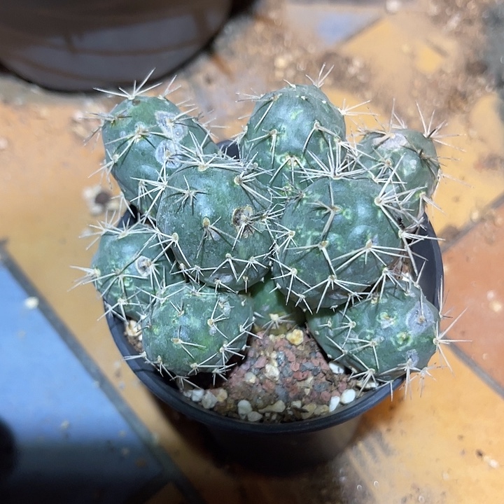 无花朵明城仙人球一物一拍下单包邮