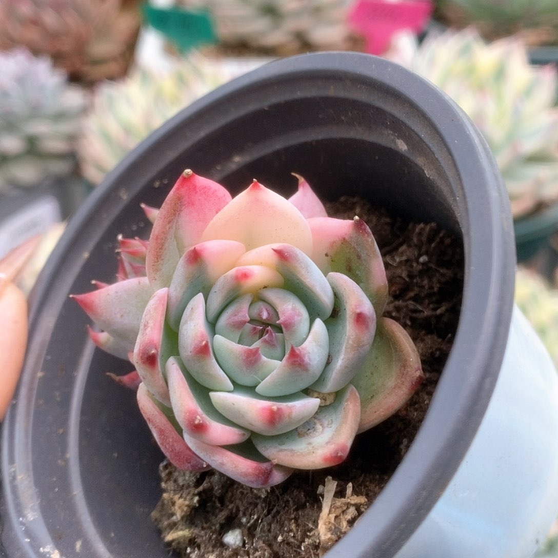 014锦锦锦锦锦锦锦锦