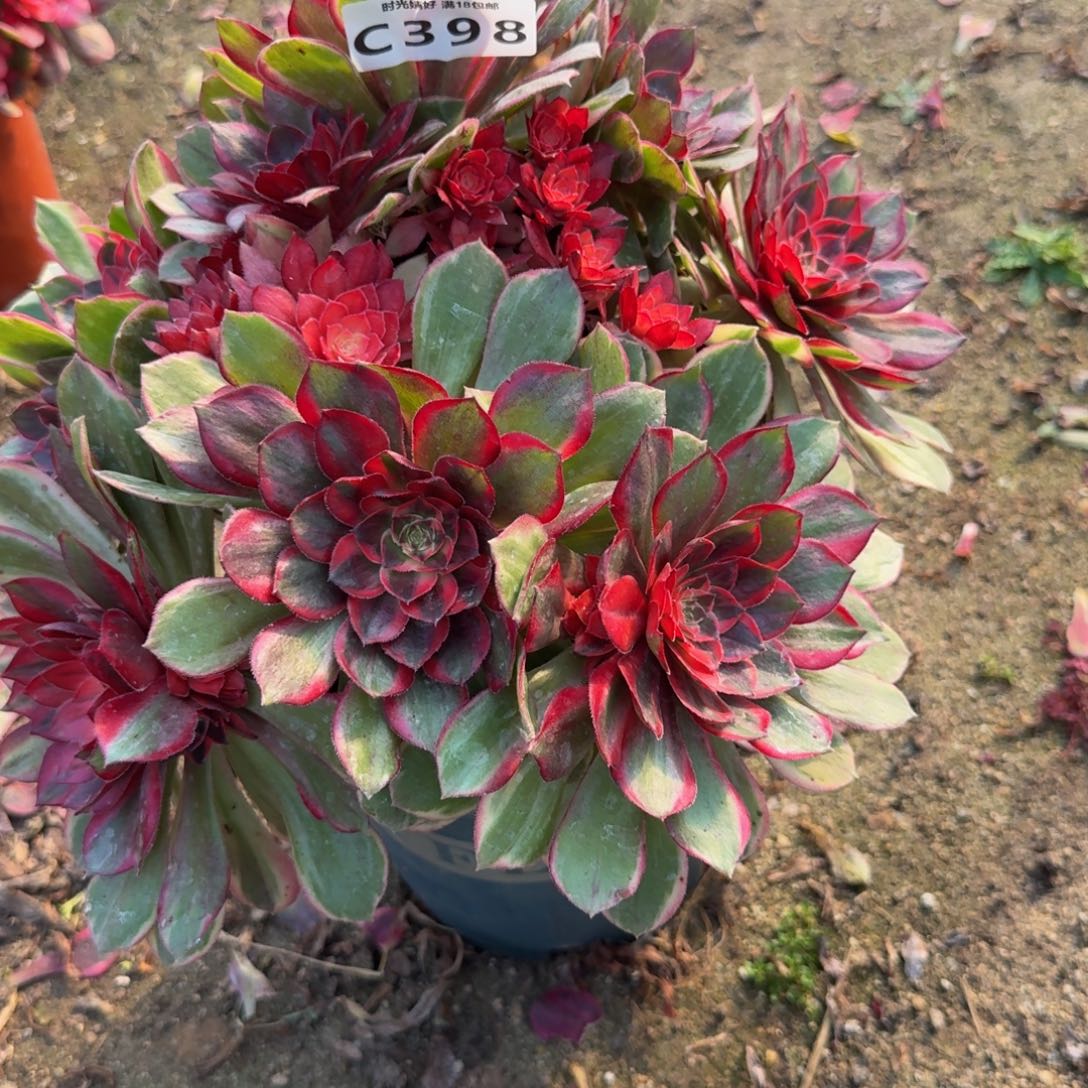 398黑魔锦。多肉植物