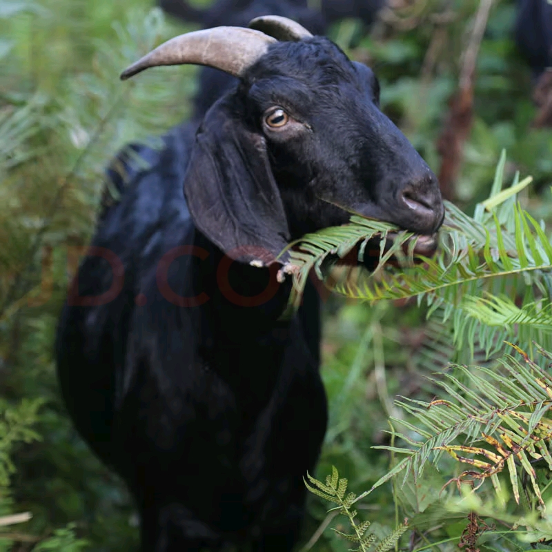 拼单链接【现场称重】以直播间实物为准-不固定商品 冷冻发货 中通