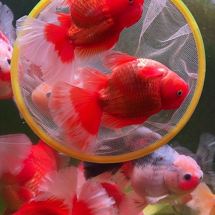 海水鱼百褶泰狮兰寿