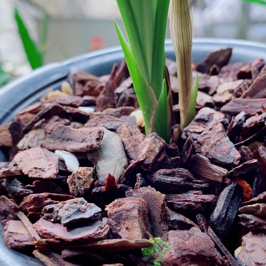 大部分花苞少量开放