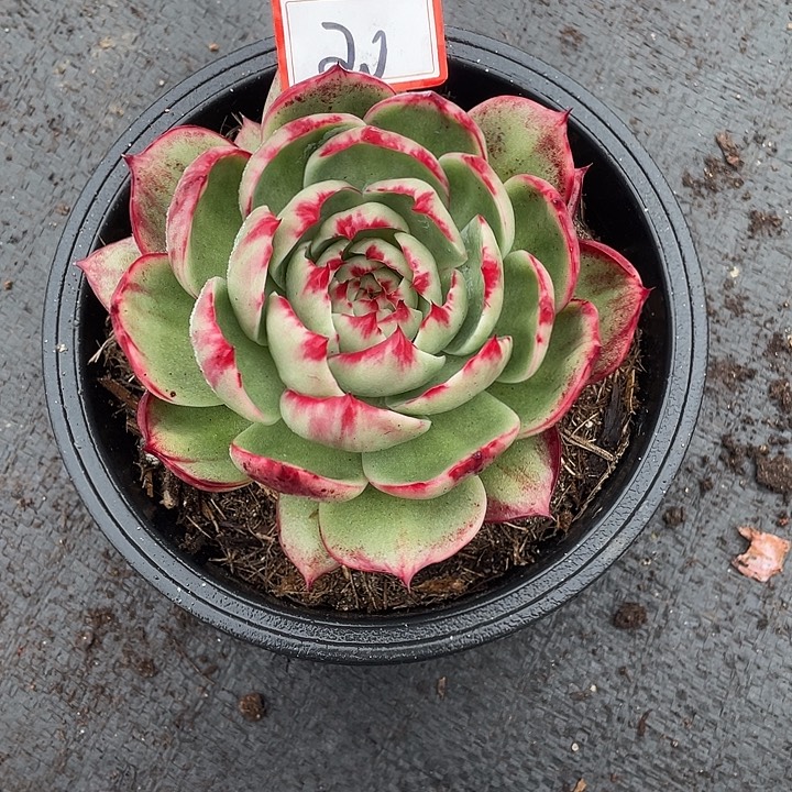 苹***仔20///////////////