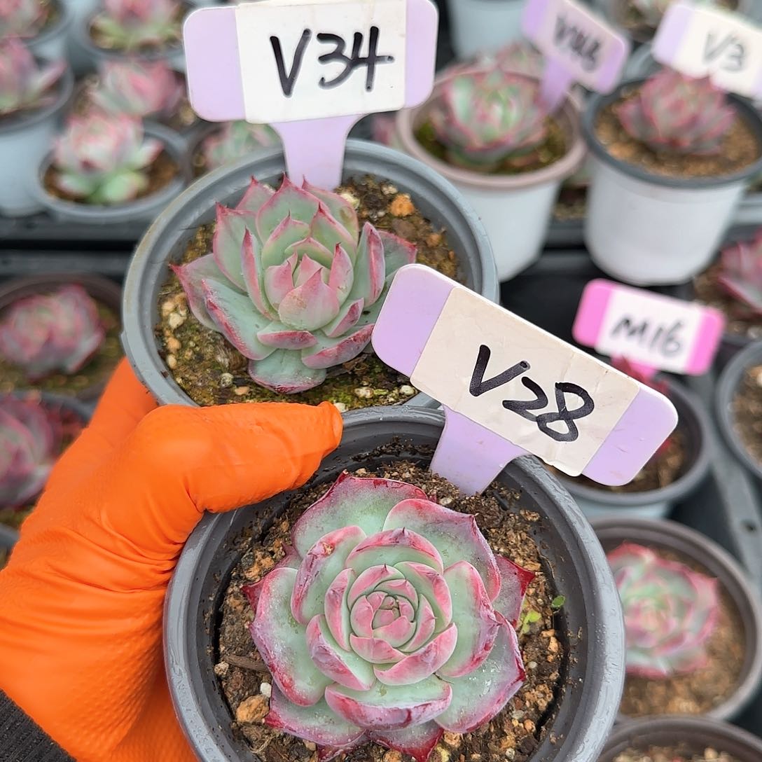 小**?V34-28惊鸿单头多肉