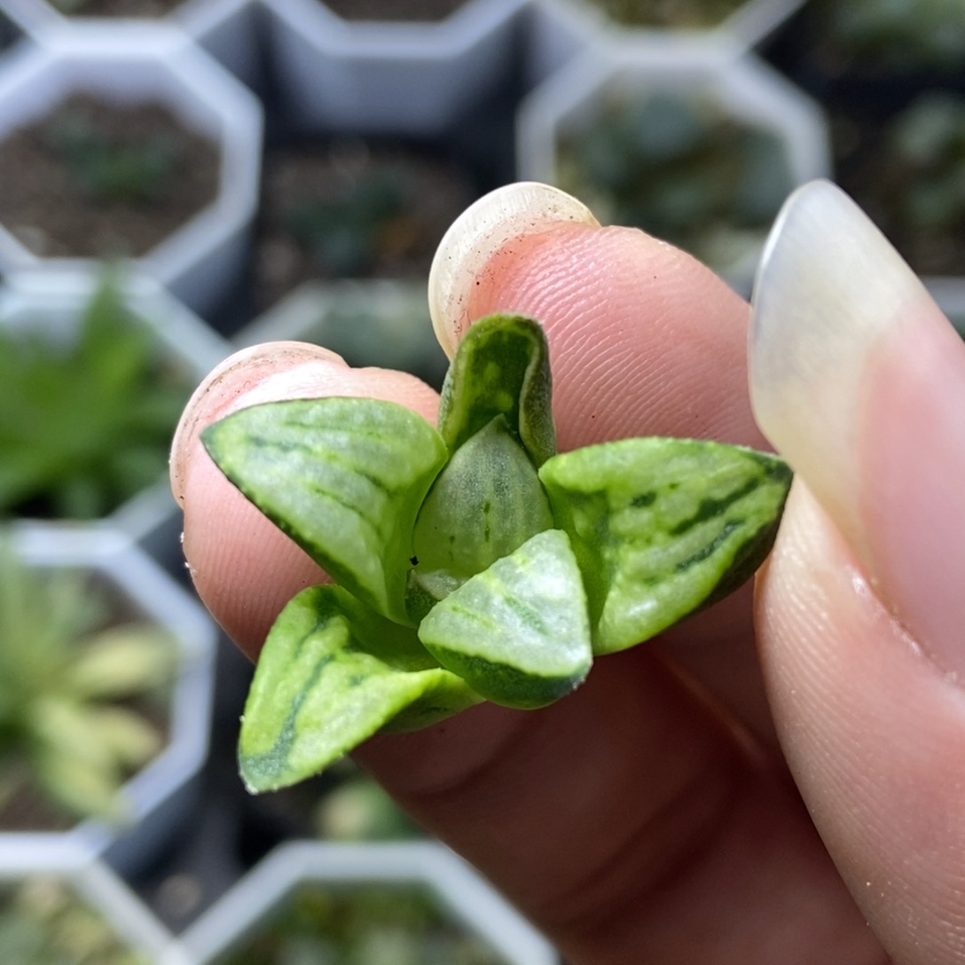 德鲁白寿一物一拍