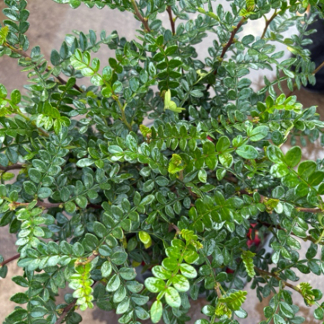 清香木胡椒木中盆