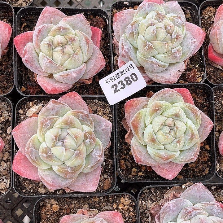 阿雅园艺。        2380冰玉四颗