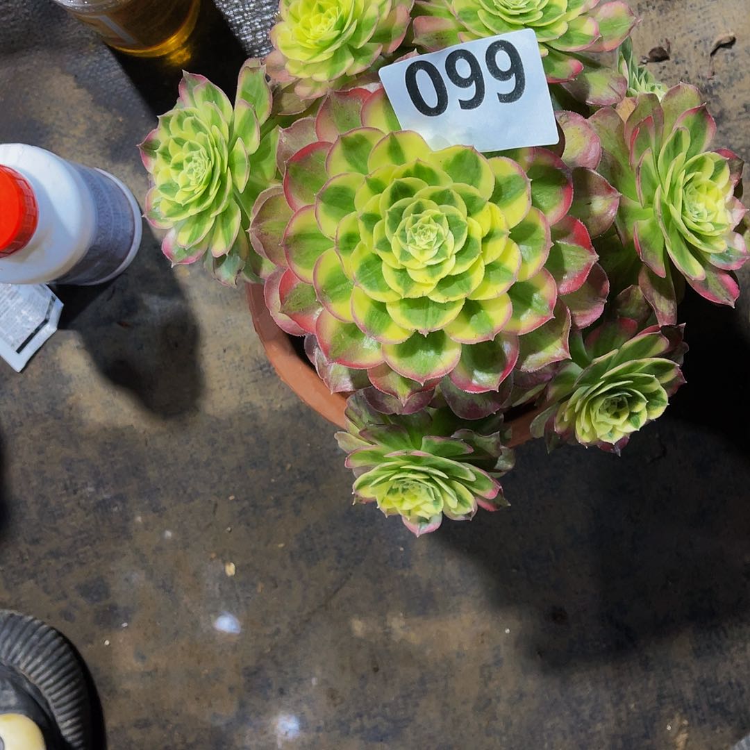 小*玉姿有掉头099福利