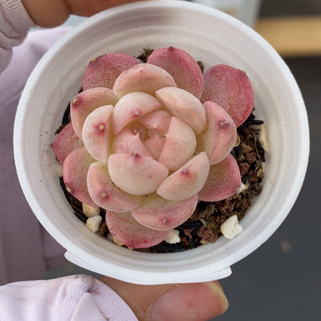 春泥家多肉9.9包邮C20潘多拉