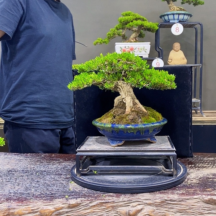 无花朵黄杨盆景四季常青