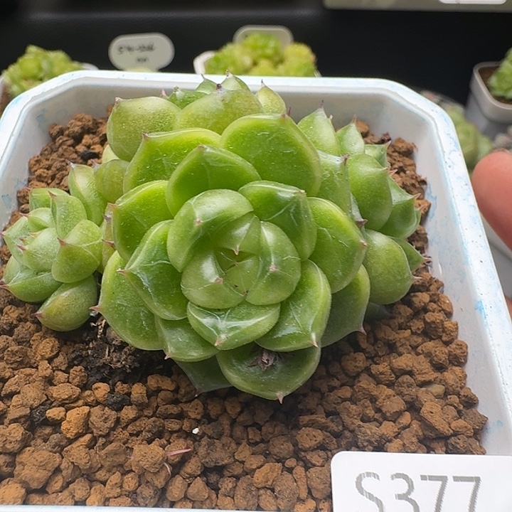 一物一拍一组808-377