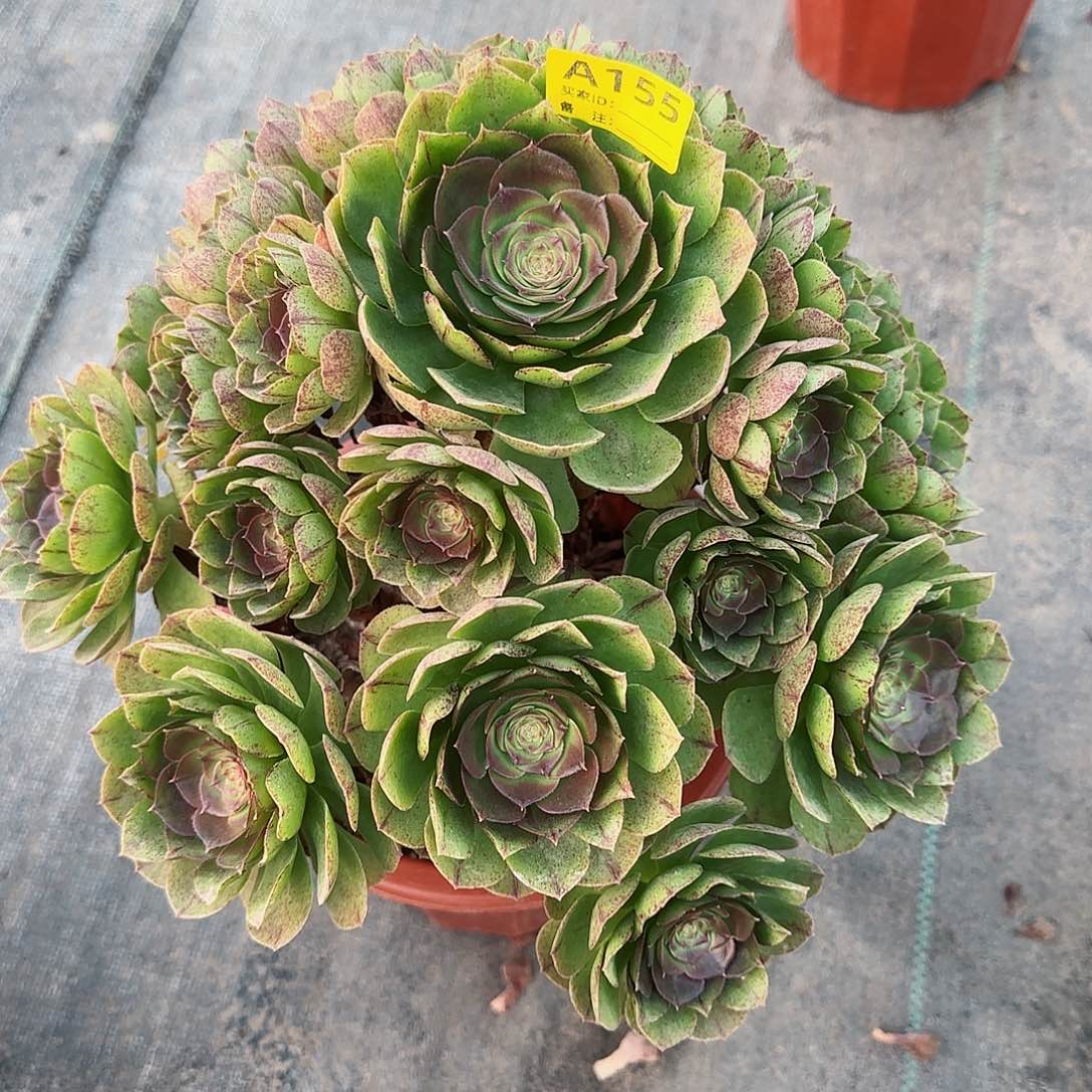 万拉丝155多肉多肉