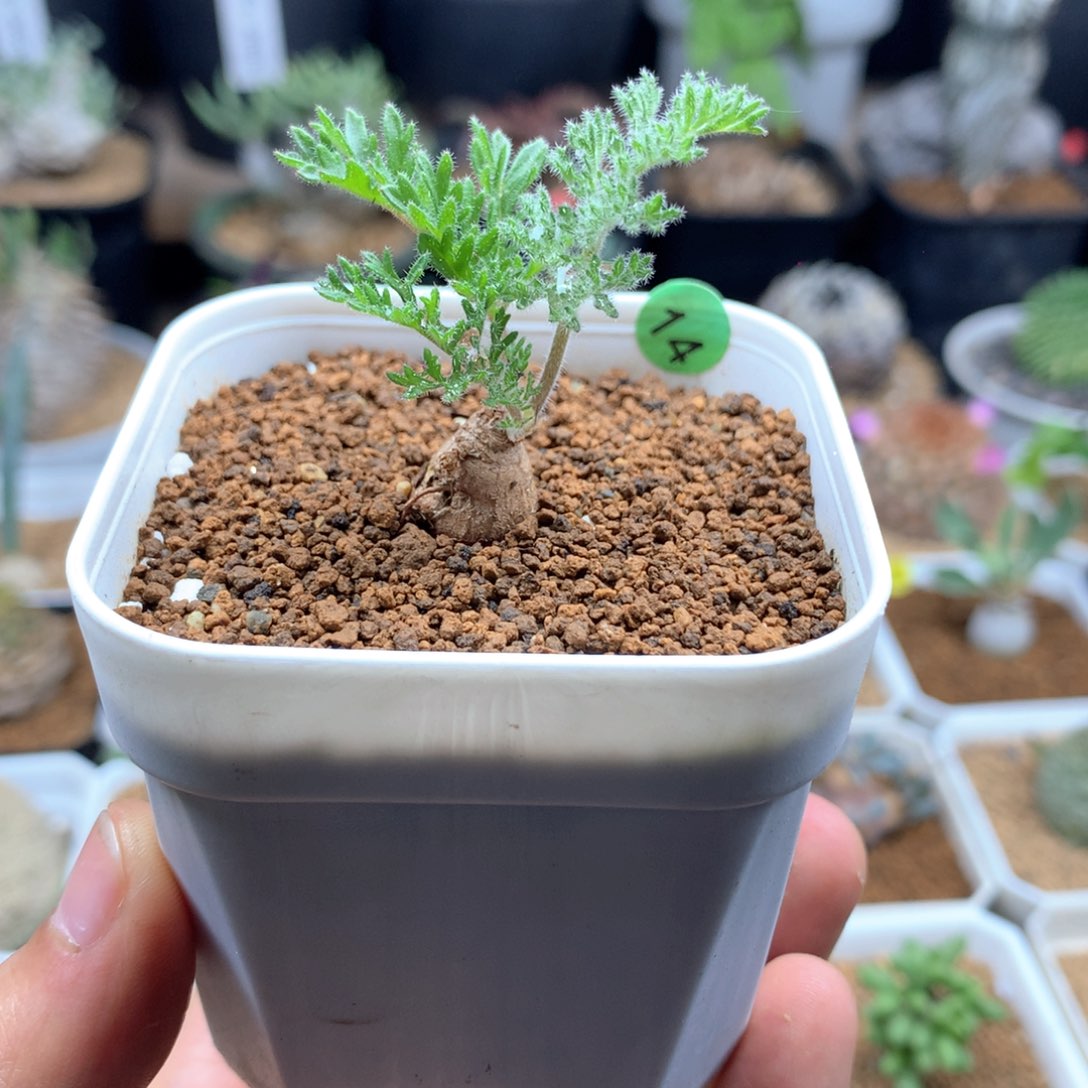 枯木洋葵多肉带盆