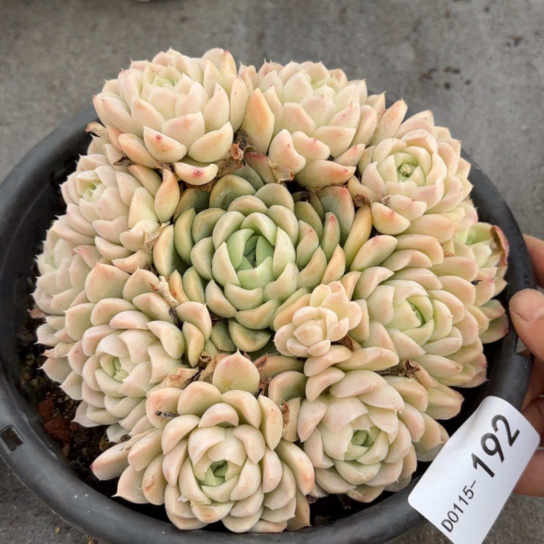 同温层多肉贝壳西娜192