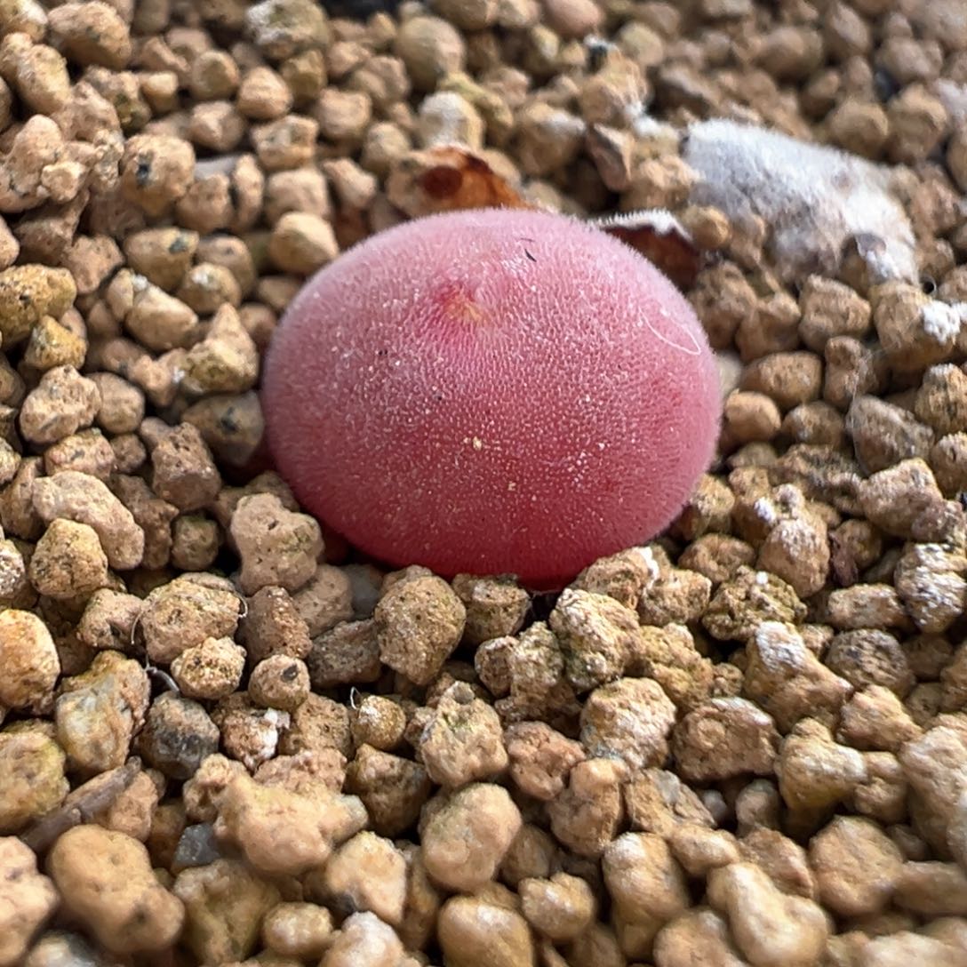 497号开播福利空蝉苗。