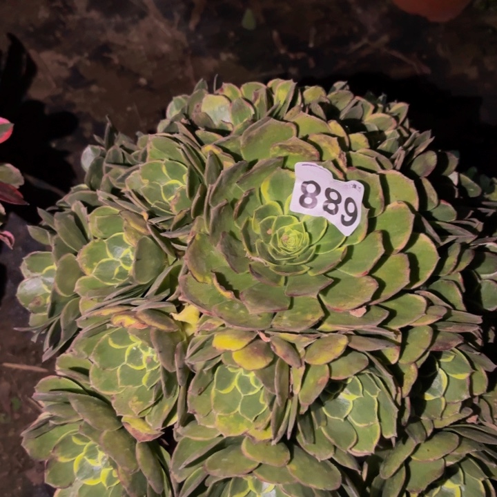 688多肉植物不售后