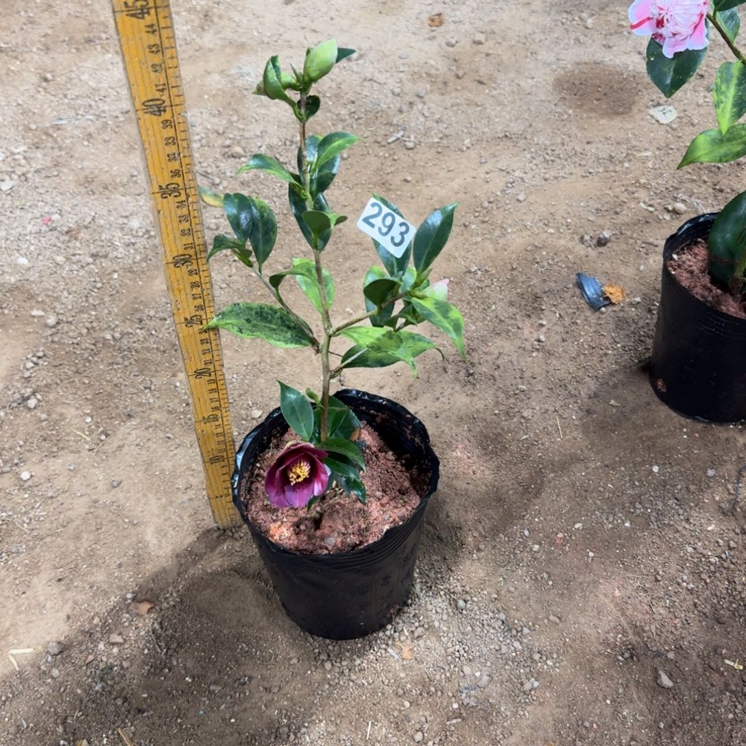 少量花朵（建议范围：2朵-5朵 或40%以下）293爱宕